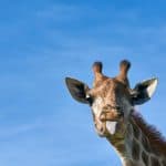 La giraffa ha il cuore grande e lo sguardo lungo